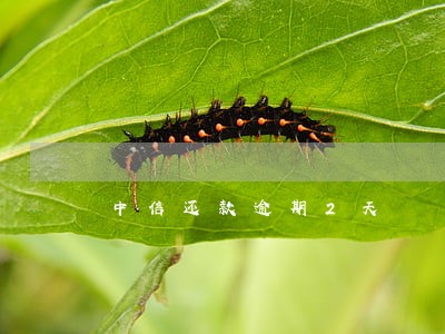 中信还款逾期2天
