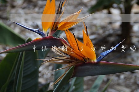 中信逾期10分钟扣费吗 中信逾期10分钟扣费吗