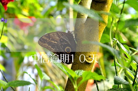 中信逾期10天 中信逾期10天