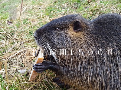 中信逾期15000 中信逾期15000