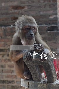 中信逾期15万不给分期怎么办