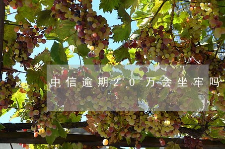 中信逾期20万会坐牢吗 中信逾期20万会坐牢吗
