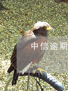 中信逾期4个月怎么处理 中信逾期4个月怎么处理