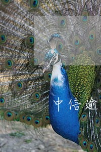 中信逾期4小时 中信逾期4小时