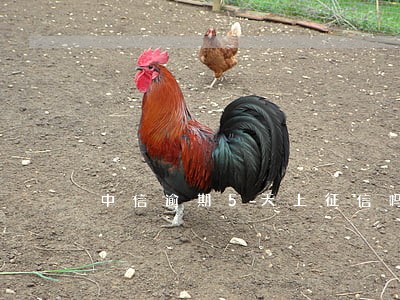 中信逾期5天上征信吗