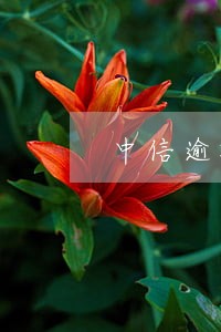 中信逾期5年亲身经历 中信逾期5年亲身经历