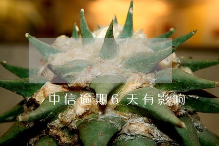 中信逾期6天有影响 中信逾期6天有影响