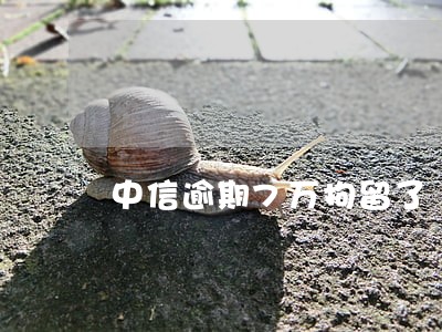 中信逾期7万拘留了 中信逾期7万拘留了