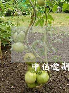 中信逾期协商分期说先交5000 中信逾期协商分期说先交5000