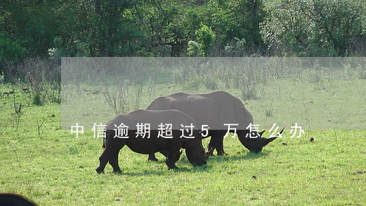 中信逾期超过5万怎么办 中信逾期超过5万怎么办