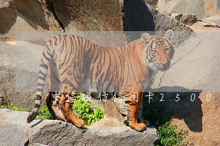 中信银行信用卡2500逾期 中信银行信用卡2500逾期