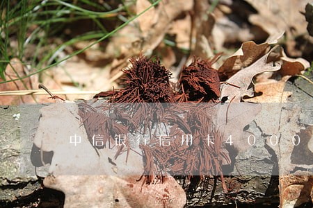 中信银行信用卡4000逾期
