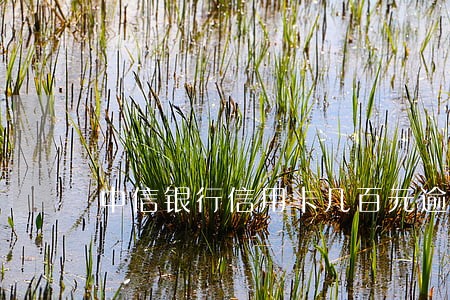 中信银行信用卡几百元逾期 中信银行信用卡几百元逾期