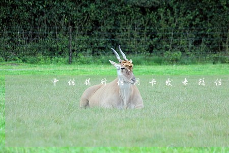 中信银行信用卡发来短信通知逾期