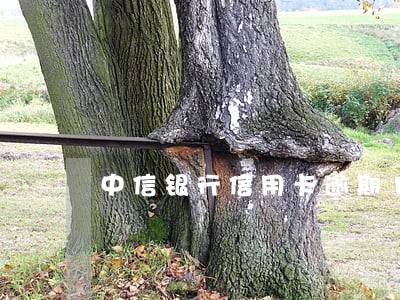 中信银行信用卡逾期18万