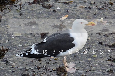 中信银行信用卡逾期270多天