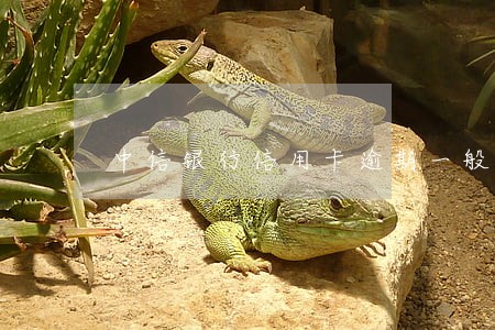 中信银行信用卡逾期一般多久还款 中信银行信用卡逾期一般多久还款