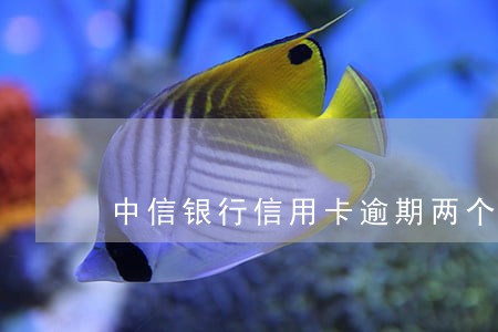 中信银行信用卡逾期两个月 中信银行信用卡逾期两个月