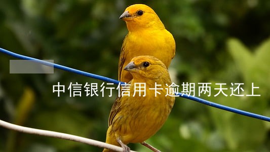中信银行信用卡逾期两天还上
