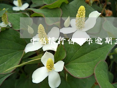 中信银行信用卡逾期主动减免 中信银行信用卡逾期主动减免