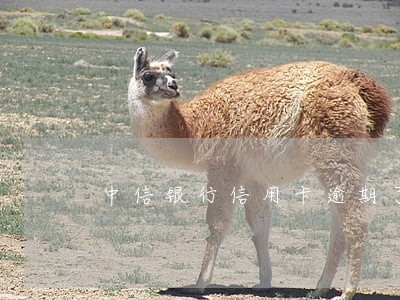 中信银行信用卡逾期了五天 中信银行信用卡逾期了五天