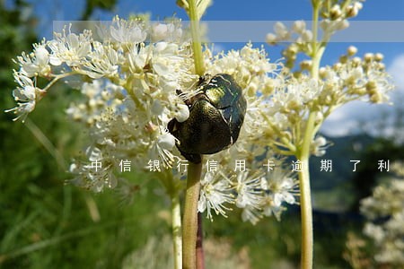 中信银行信用卡逾期了利息是多少 中信银行信用卡逾期了利息是多少