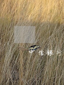 中信银行信用卡逾期了申请 中信银行信用卡逾期了申请