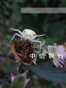 中信银行信用卡逾期会被注销 中信银行信用卡逾期会被注销