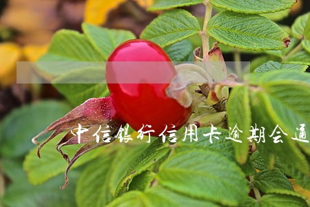中信银行信用卡逾期会通知家人吗 中信银行信用卡逾期会通知家人吗