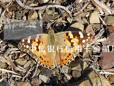 中信银行信用卡逾期几天上黑名单 中信银行信用卡逾期几天上黑名单