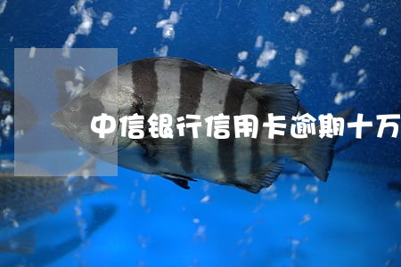 中信银行信用卡逾期十万多