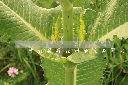 中信银行信用卡逾期可以协商吗