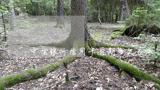 中信银行信用卡逾期多久呆账 中信银行信用卡逾期多久呆账