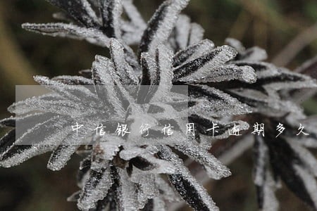 中信银行信用卡逾期多久解除 中信银行信用卡逾期多久解除