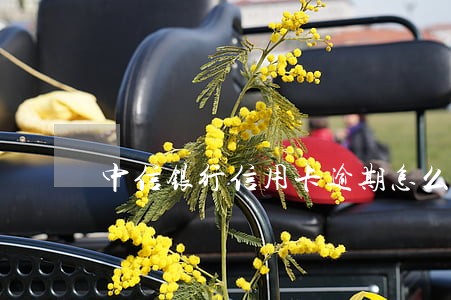 中信银行信用卡逾期怎么办 中信银行信用卡逾期怎么办