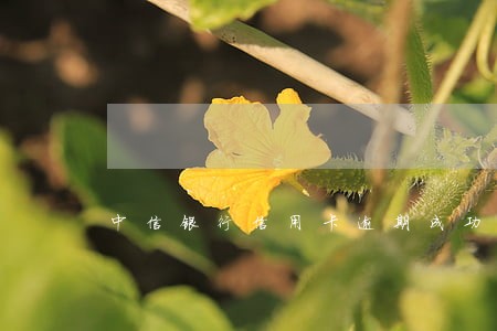 中信银行信用卡逾期成功 中信银行信用卡逾期成功