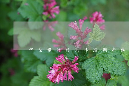 中信银行信用卡逾期手续费 中信银行信用卡逾期手续费