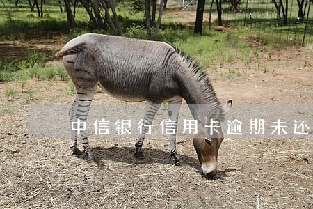 中信银行信用卡逾期未还清 中信银行信用卡逾期未还清