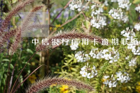 中信银行信用卡逾期联系家人 中信银行信用卡逾期联系家人
