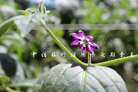 中信银行信用卡逾期费高吗 中信银行信用卡逾期费高吗