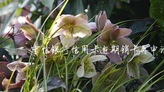 中信银行信用卡逾期销卡再申请 中信银行信用卡逾期销卡再申请