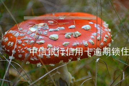 中信银行信用卡逾期锁住了 中信银行信用卡逾期锁住了