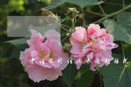 中信银行信用卡逾期骚扰家人
