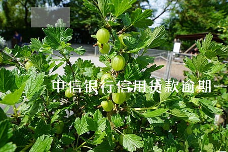 中信银行信用贷款逾期一天 中信银行信用贷款逾期一天