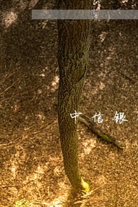 中信银行发现信贷逾期