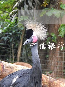 中信银行的圆梦金逾期未还 中信银行的圆梦金逾期未还