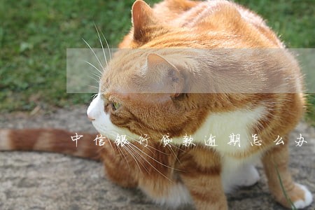 中信银行贷款逾期怎么办 中信银行贷款逾期怎么办