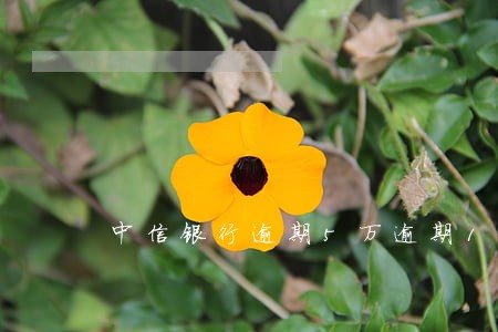 中信银行逾期5万逾期1年 中信银行逾期5万逾期1年