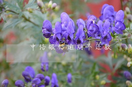 中信银行逾期不还款 中信银行逾期不还款