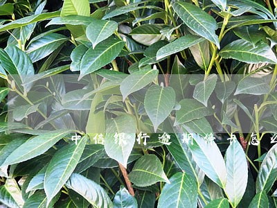 中信银行逾期停卡怎么处理 中信银行逾期停卡怎么处理